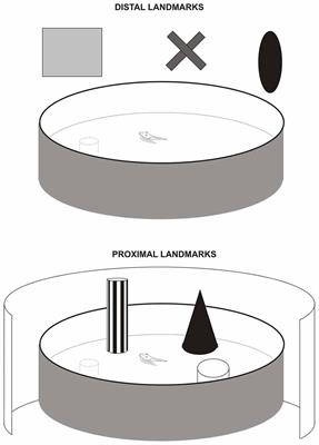 Disentangling the Role of the MEC and LEC in the Processing of Spatial and Non-Spatial Information: Contribution of Lesion Studies